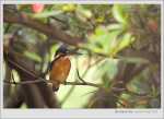 Common Kingfisher qA Tsing Yi Park 2005/04/03