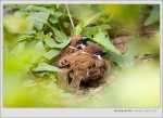 Eurasian Tree Sparrow ³ Kowloon Park 2005/04/06