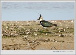 2005/02/06 Northern Lapwing Y
