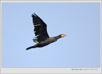 2005/02/06 Cormorant ()