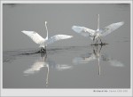 2005/02/06 Great Egrets jO