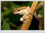 Polypedates megacephalus (Brown Tree Frog) 斑腿泛樹蛙
2005/04/02 Tai Po Kau 