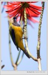 2005/03/19 Orange-bellied Leafbird(Male) 橙腹葉鵯(雄鳥)