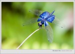 Tai Po Kau 2005/06/11
TRͻf
Sapphire Flutterer
